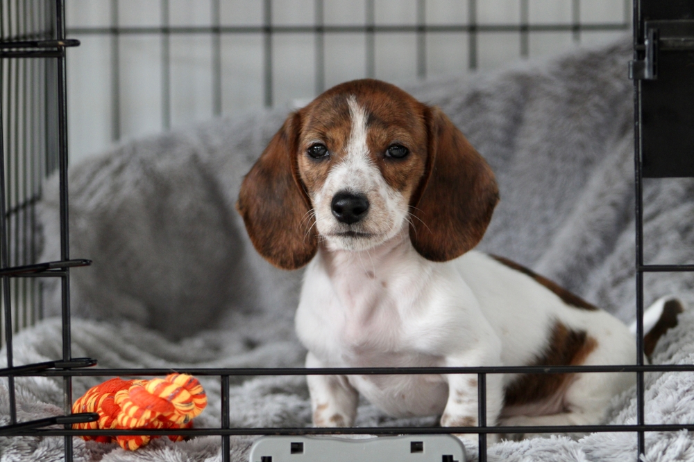 a miniature dachshund puppy inside a crate