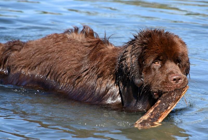 Do Newfoundland Dogs Like Water & How Well Can They Swim? Facts & FAQ
