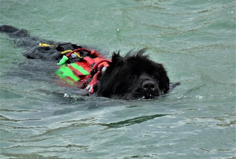 a newfoundland dog with vest swimming in the water