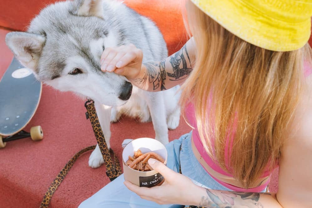 a person training a dog