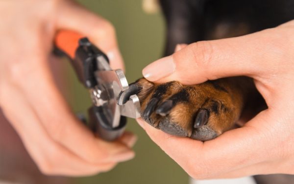 a person trimming a dog's nails