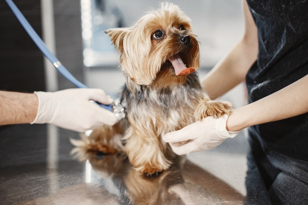 a person wearing gloves holding a brown dog