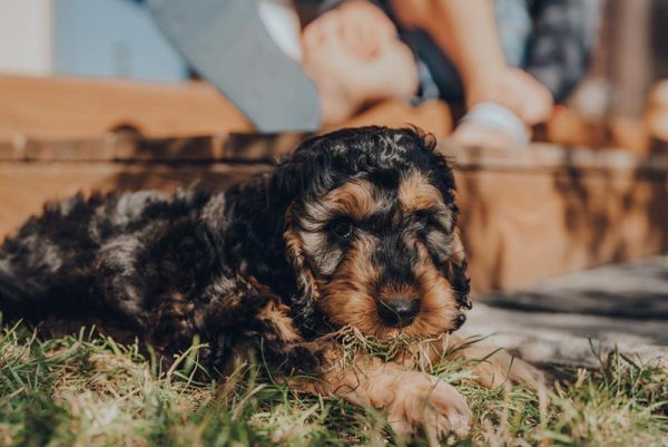 a phantom cockapoo puppy lying on grass