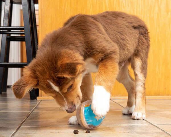a puppy playing a treat dispenser ball toy