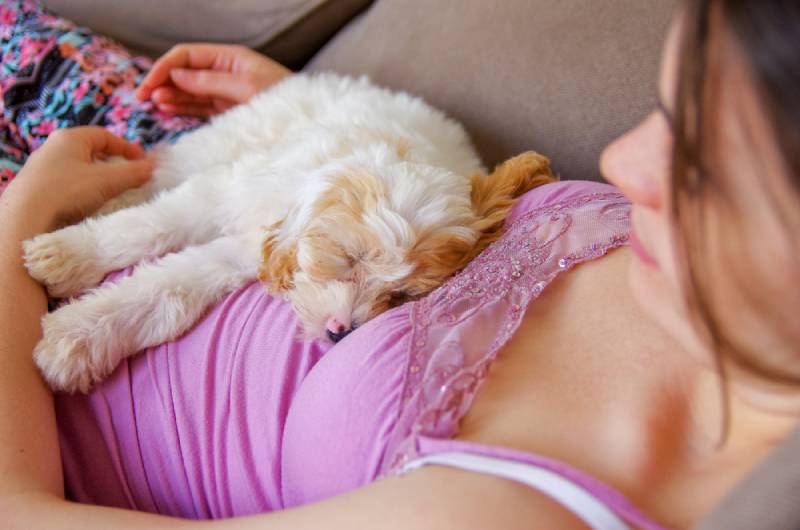 a puppy sleeping on a woman's stomach