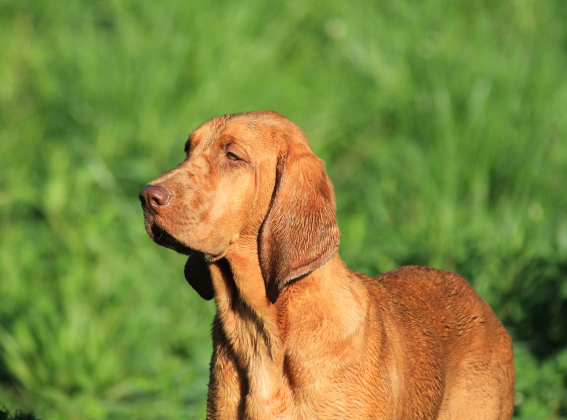 a redbone coonhound out in the sun