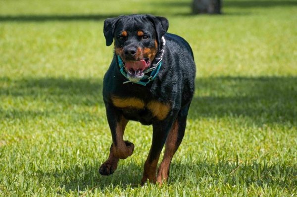 a rottweiler dog walking on grass