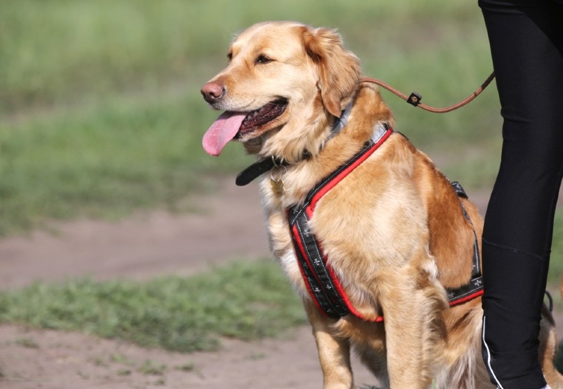 a search and rescue dog with its handler