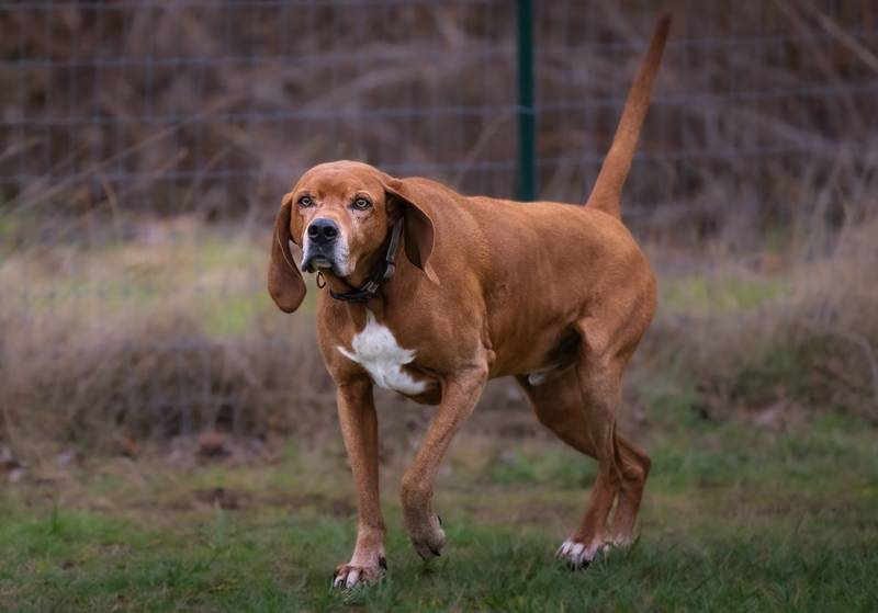 a senior redbone coonhound walking outdoors