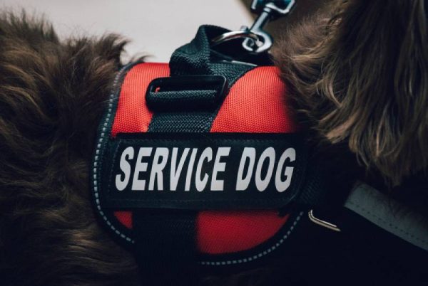 a service dog vest on a long haired dachshund