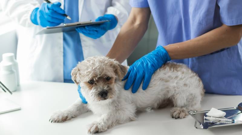 a shih tzu dog being checked by two vets