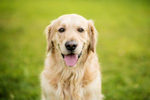 a smiling golden retriever