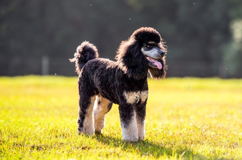 a standard phantom poodle standing on grass