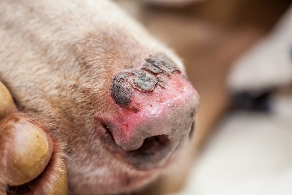 a sunburnt nose of a dog