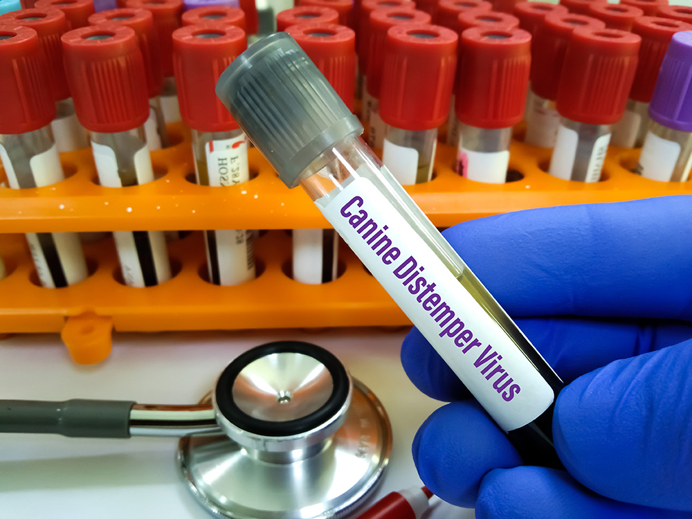 a vial of blood sample for Canine Distemper Virus testing 