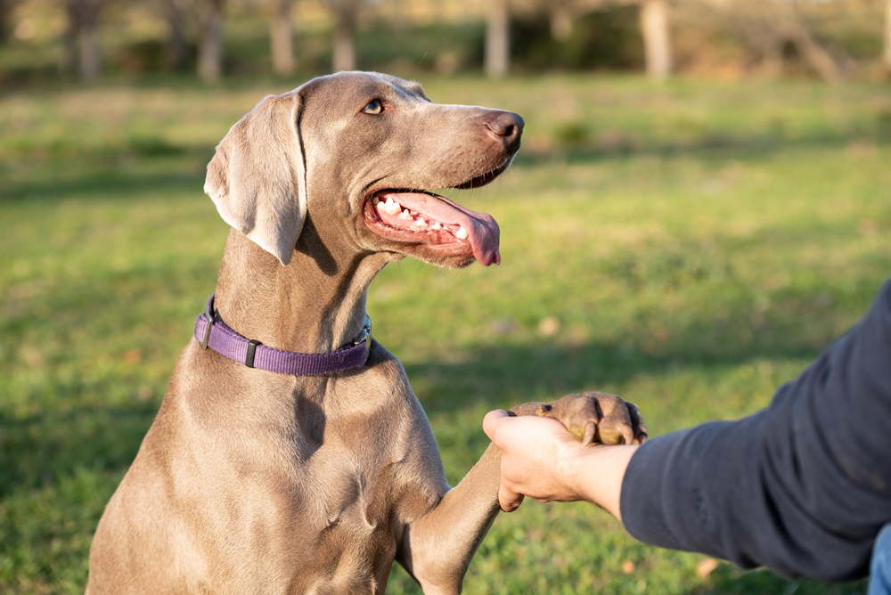 a weimaraner dog shaking hands with a person