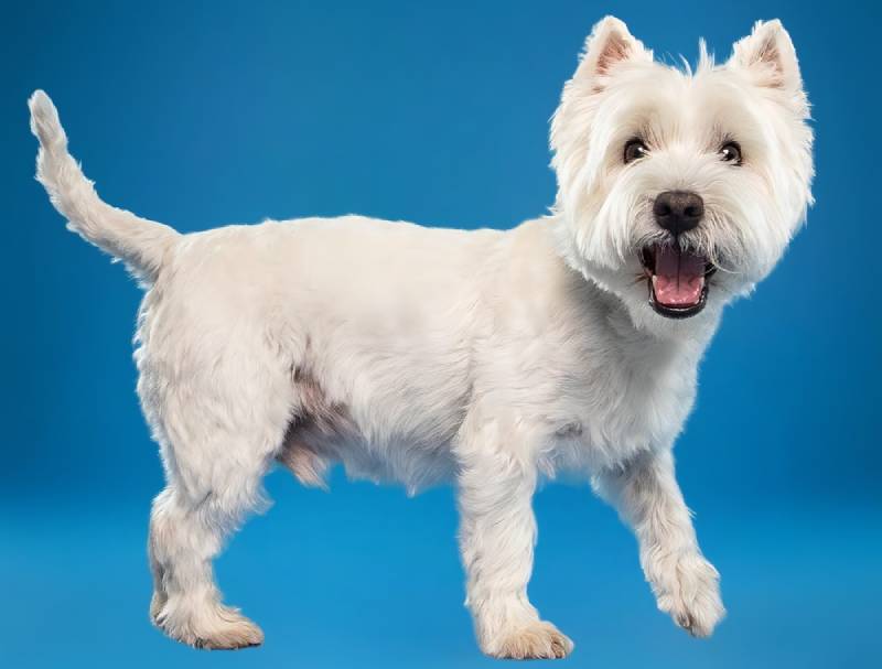a westie weariing a puppy cut on blue background