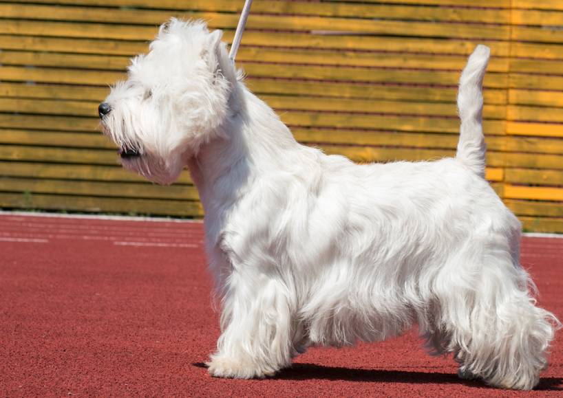 a westie wearing a show dog haircut