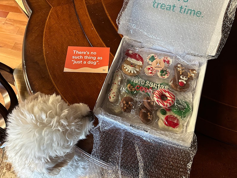 a white dog snifing the Wüfers cookies