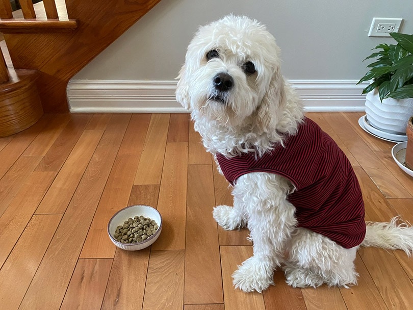 a white fluffy dog sitting next to a bowl with the Petaluma’s Roasted Peanut Butter & Sweet Potato Flavor dog food