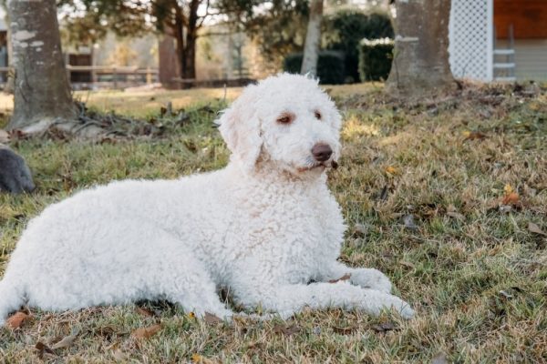 a white goldendoodle dog lying on grass outdoors