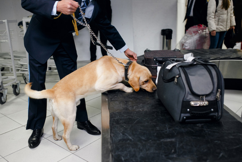 a working labrador retriever dog sniffing luggage at the airport