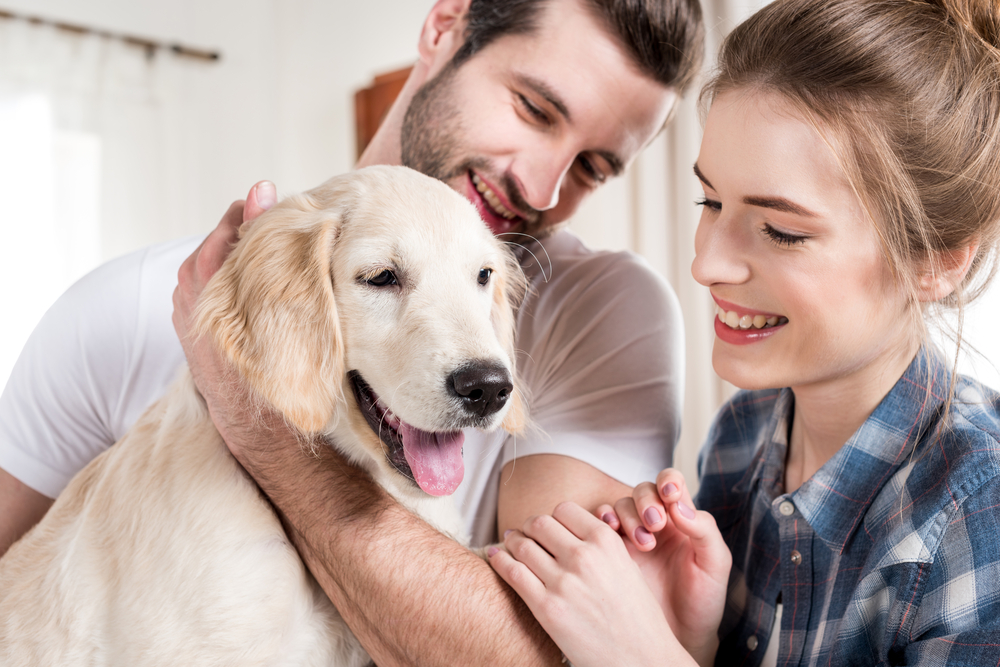 a young couple owners with their golden retriever dog
