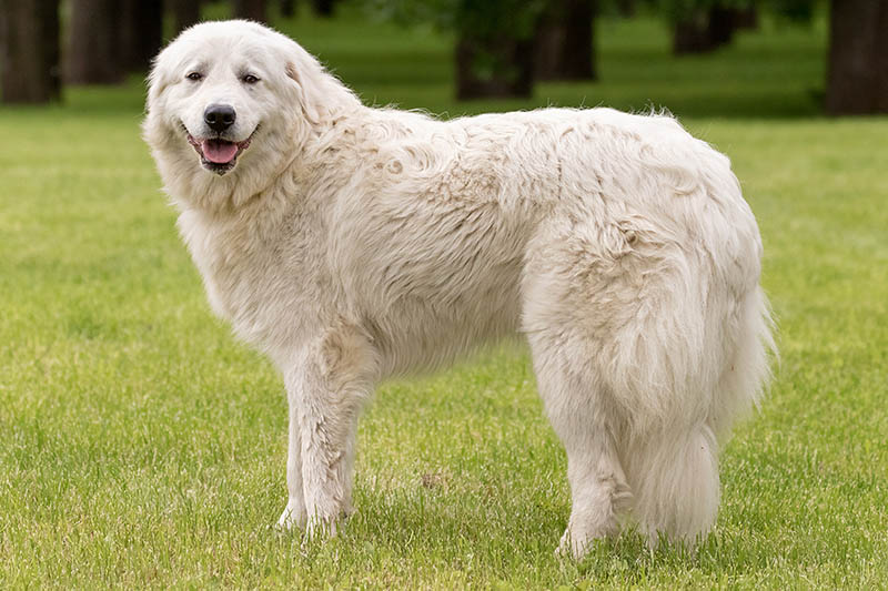 abruzzese mastiff dog outdoor
