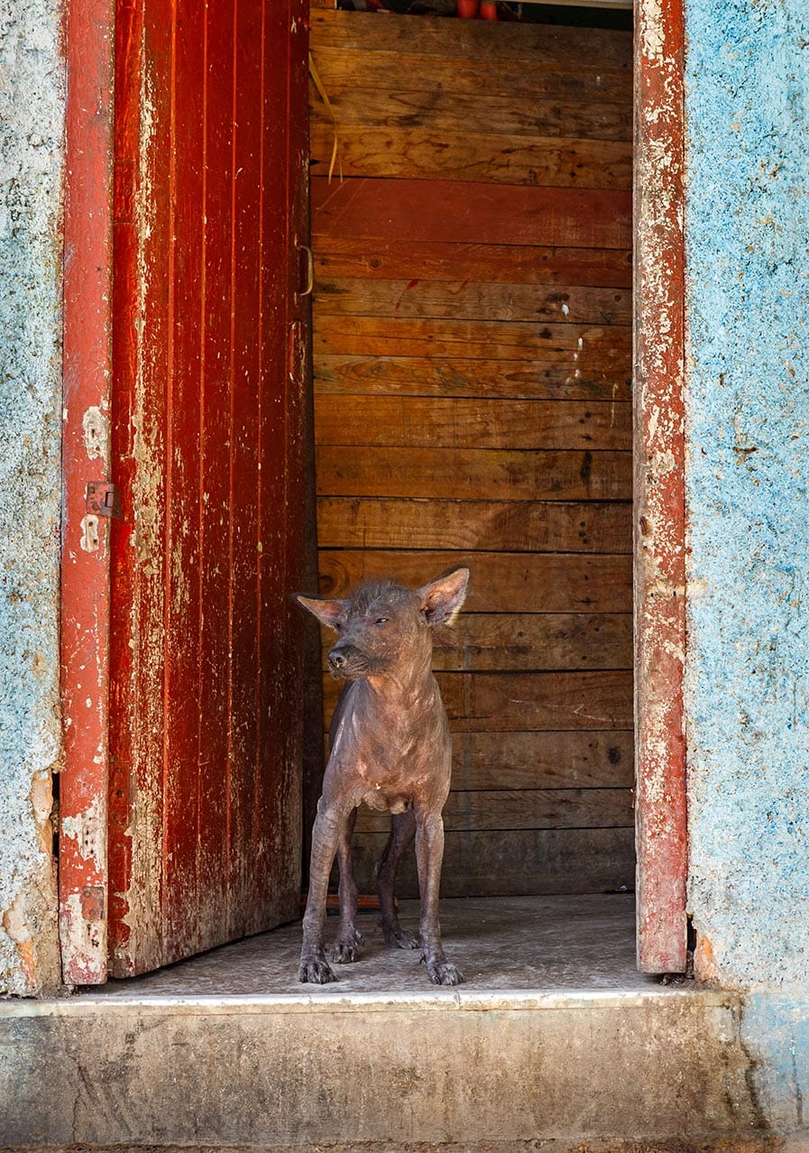Abyssinian Sand Terrier