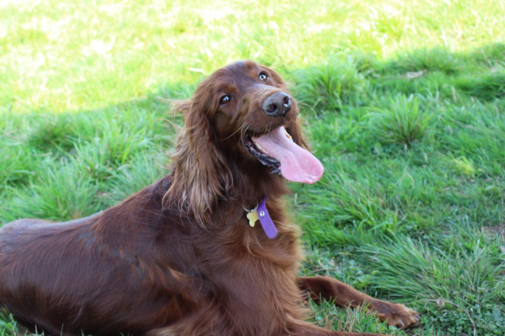 golden irish dam dog