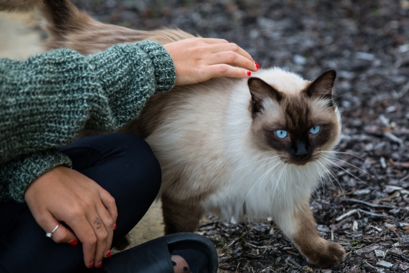 adopting a cat