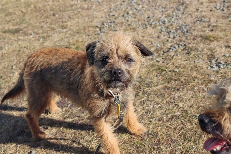 adorable Border Terrier puppy