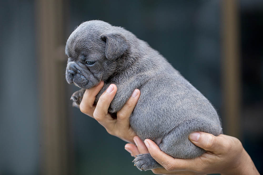 Adorable blue French bulldog puppy