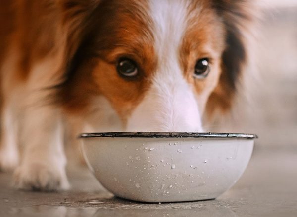 adorable border collie dog drinking from a water bowl