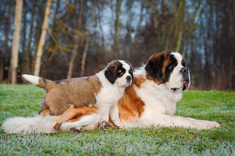 Adult and young Saint Bernard