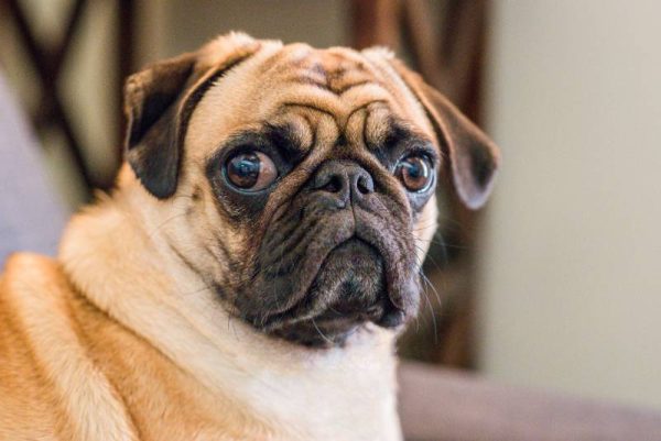 adult apricot pug dog looking at camera