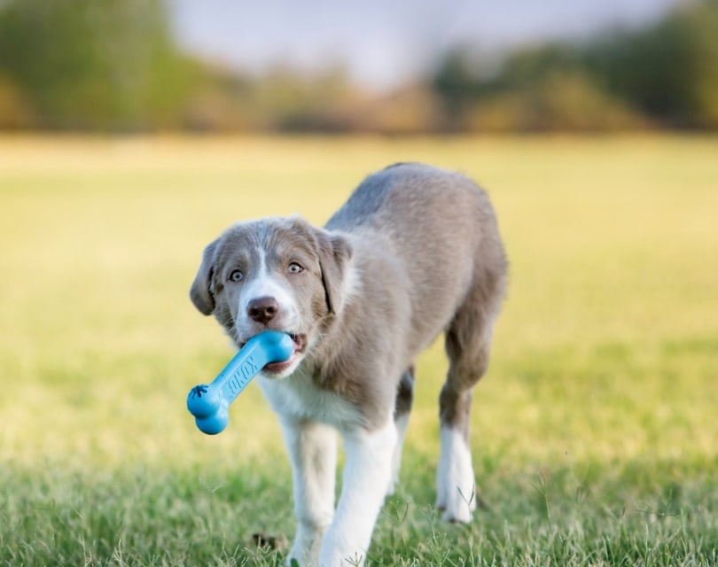 adult puppy with KONG dog bone