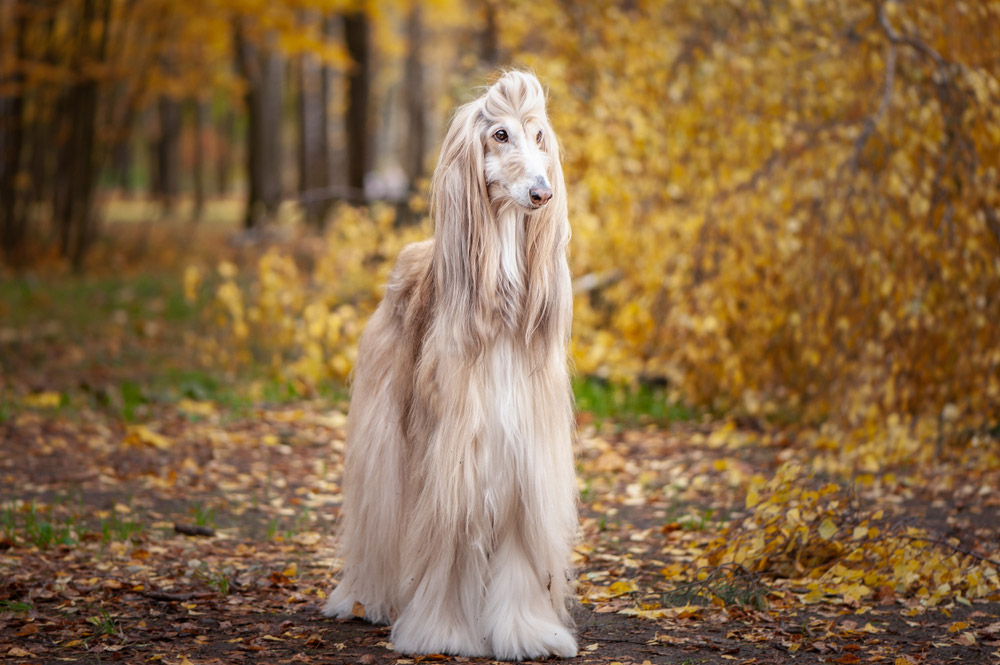 afghan hound dog in the forest in autumn