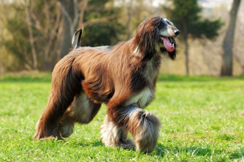 afghan hound