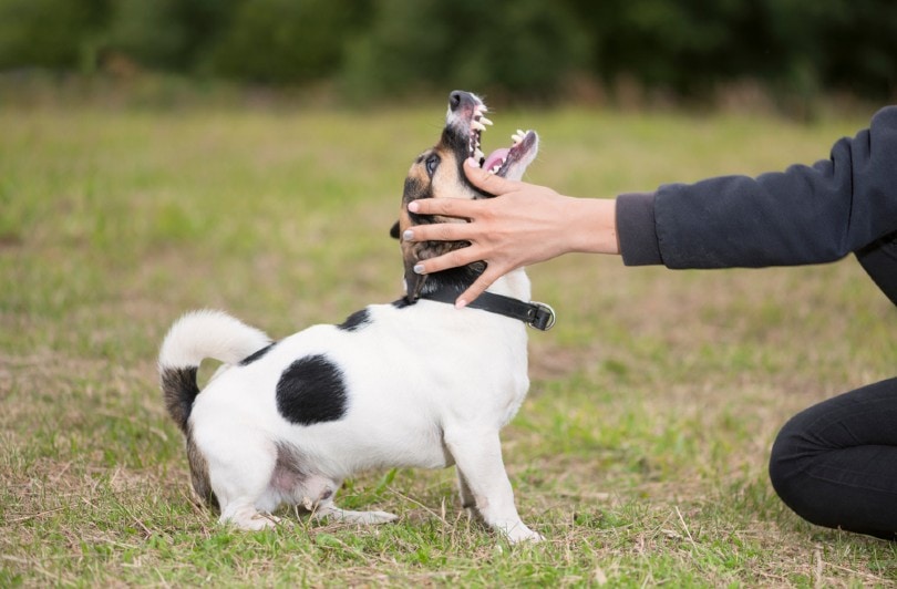 aggressive angry dog and female owner