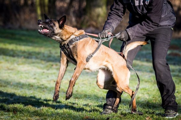 aggressive belgian malinois dog