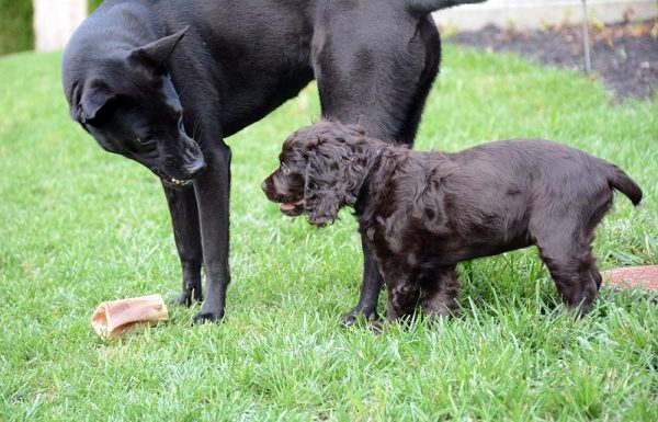 aggressive-black-dog-protecting-the-bone-from-black-puppy