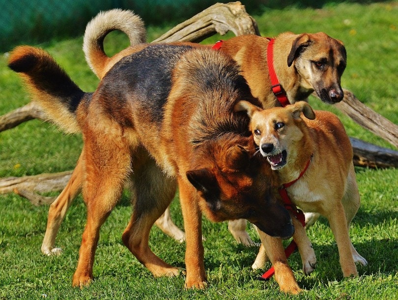 aggressive dogs