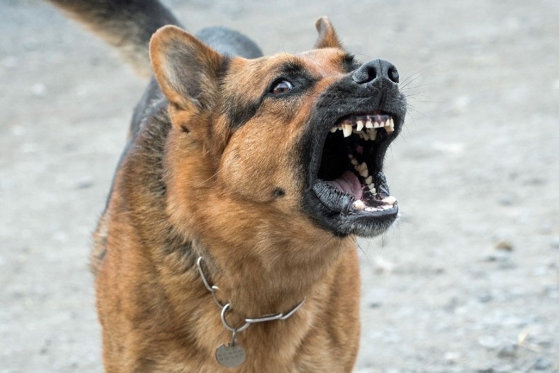 aggressive german shepherd