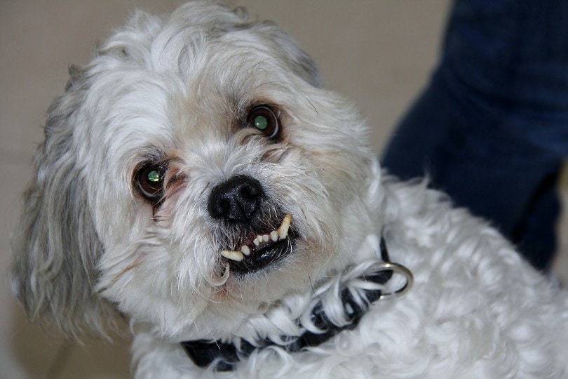 aggressive shi tzu dog