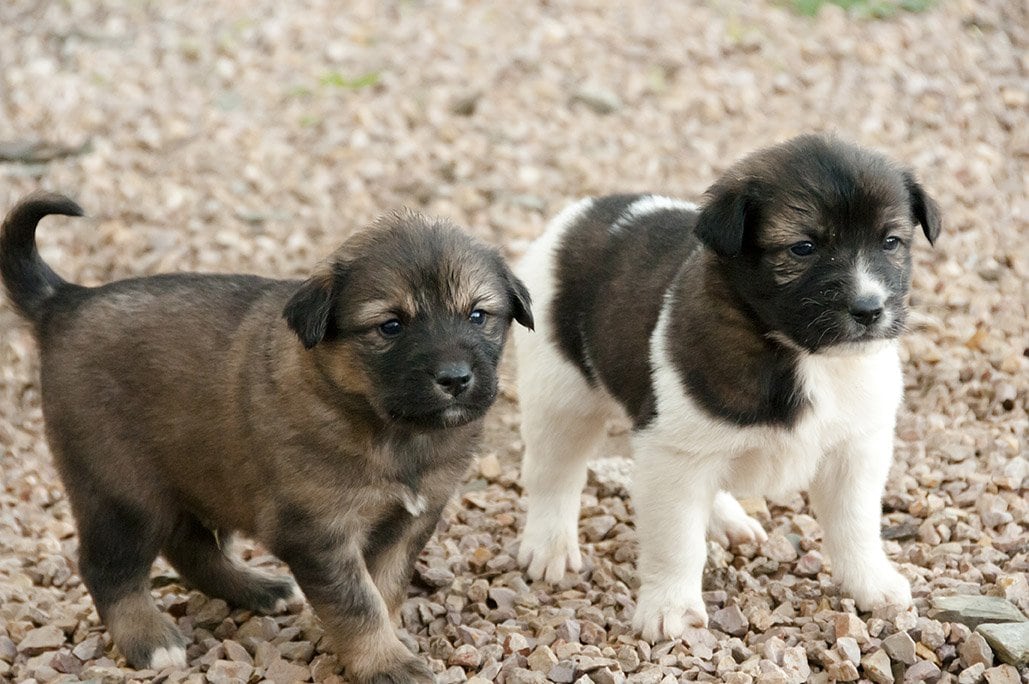 aidi puppies