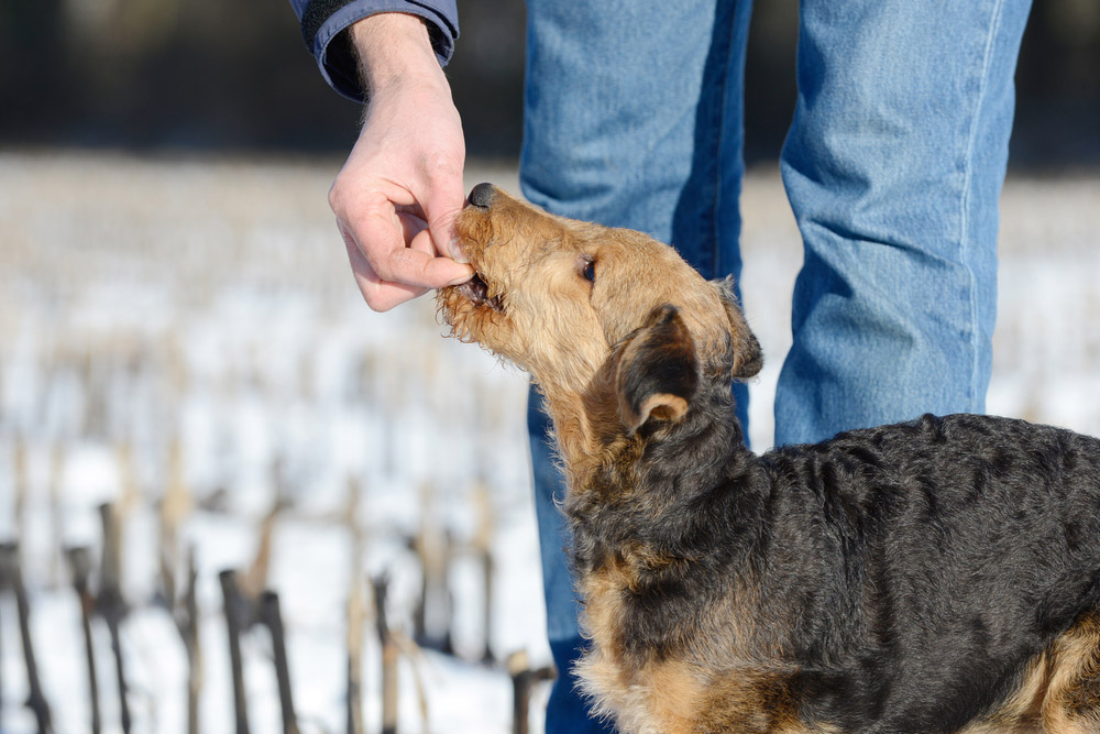 airedale terrier dog getting reward or treat