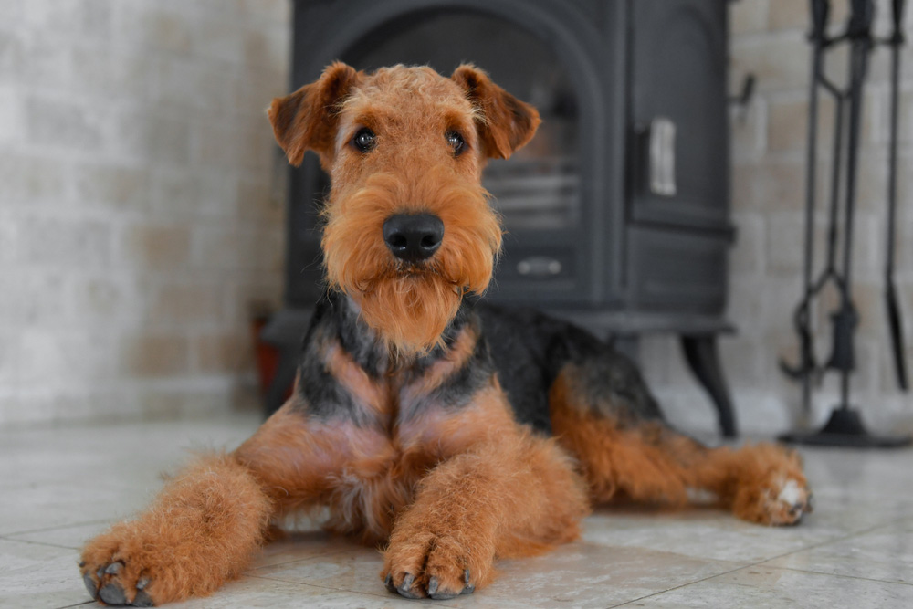 airedale terrier dog lying by the fireplace