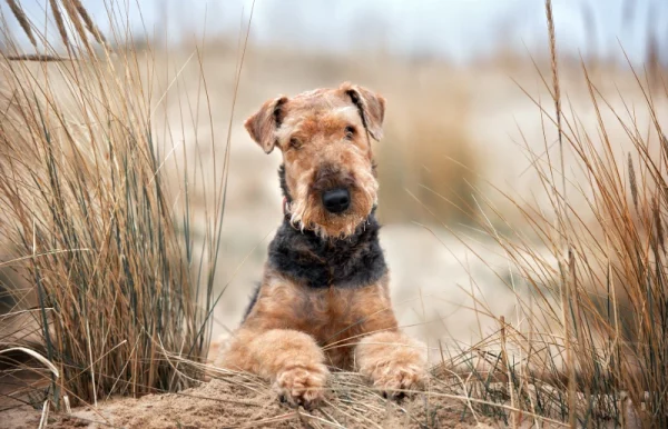 airedale terrier dog lying down on the beach