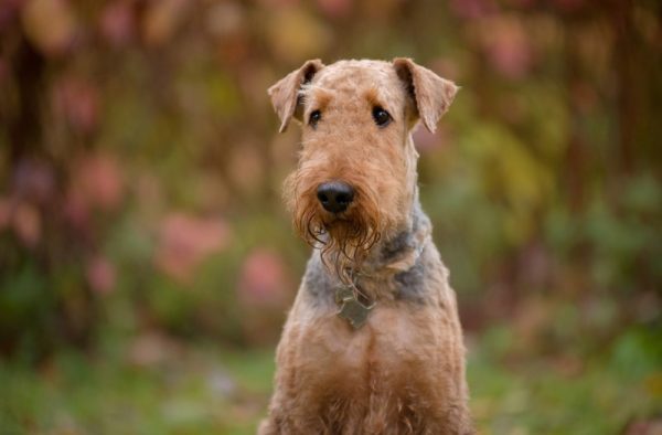 airedale terrier in the autumn